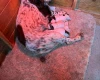 Cocker Spaniel (Show)
