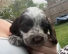 Cocker Spaniel (Show)