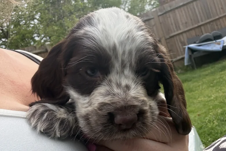 Cocker Spaniel (Show)