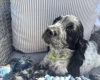 Cocker Spaniel (Show)