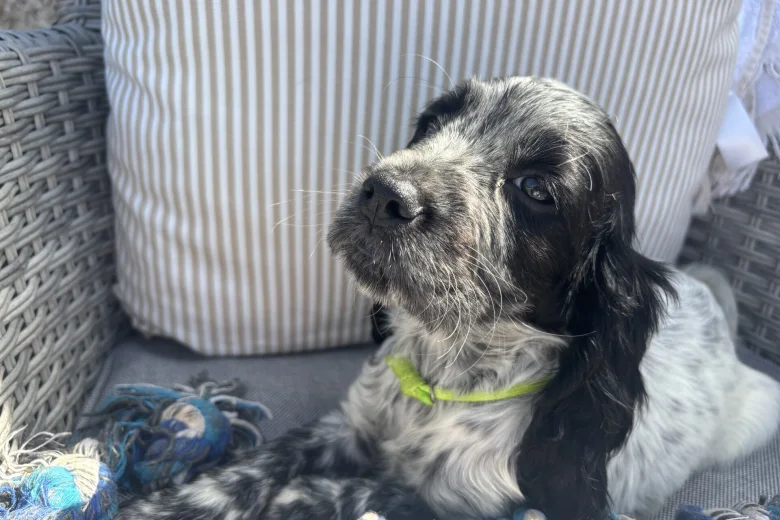 Cocker Spaniel (Show)