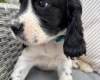 Cocker Spaniel (Show)