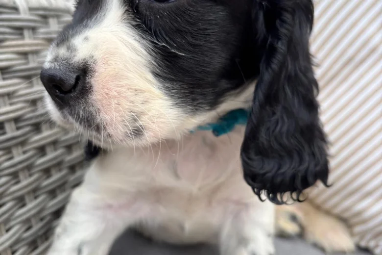 Cocker Spaniel (Show)