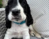 Cocker Spaniel (Show)