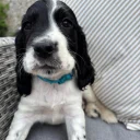 Cocker Spaniel (Working)