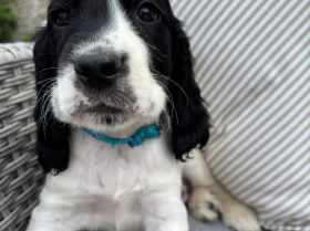 Cocker Spaniel (Working)