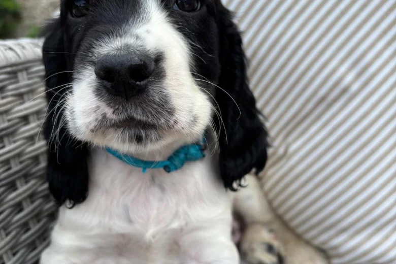Cocker Spaniel (Show)