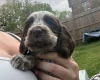 Cocker Spaniel (Show)