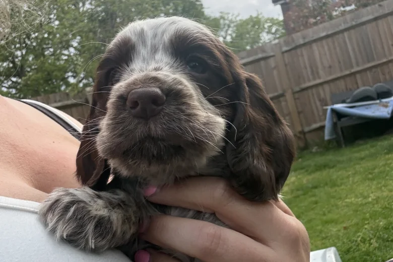 Cocker Spaniel (Show)