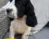 Cocker Spaniel (Show)