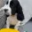 Cocker Spaniel (Show)