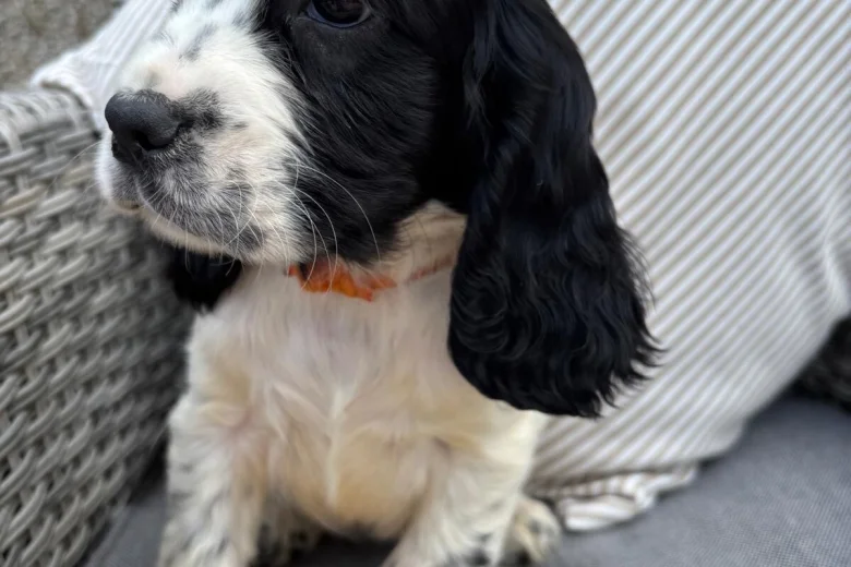 Cocker Spaniel (Show)