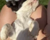 Cocker Spaniel (Show)