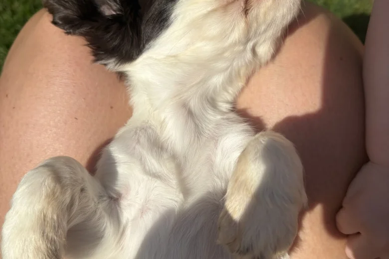 Cocker Spaniel (Show)