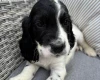 Cocker Spaniel (Show)