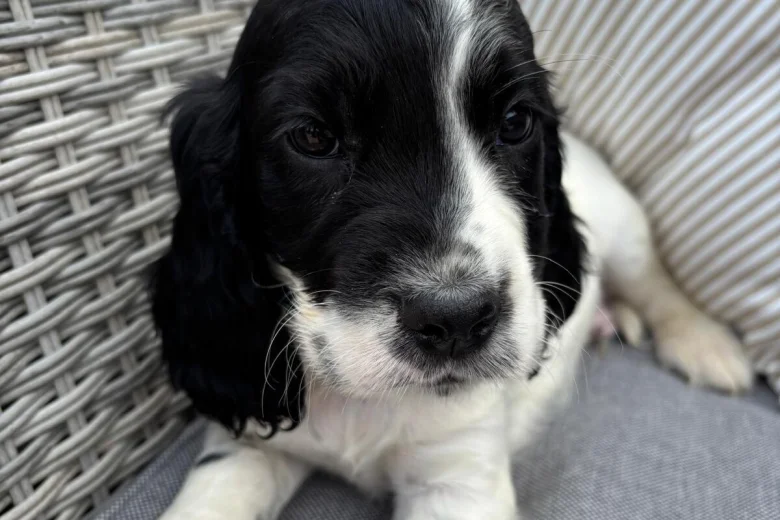 Cocker Spaniel (Show)