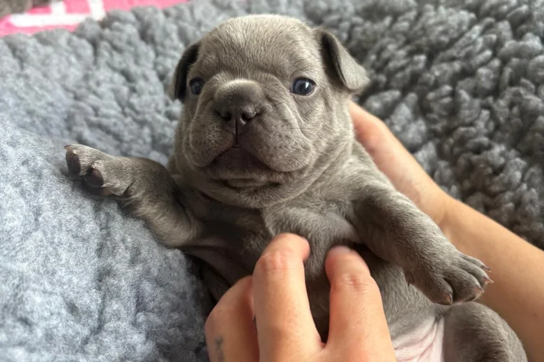 French Bulldog