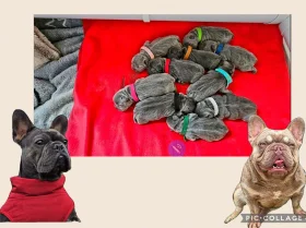 French Bulldog