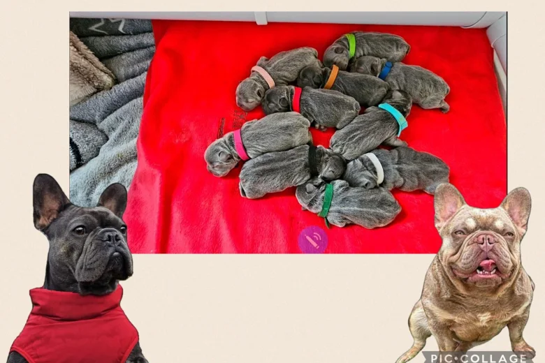 French Bulldog