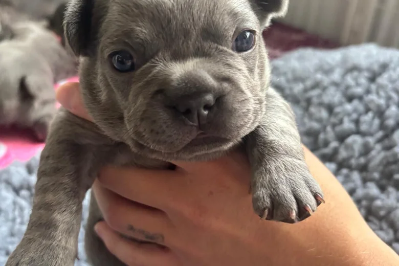 French Bulldog