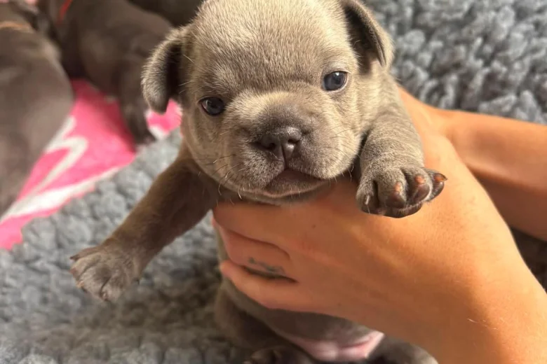 French Bulldog