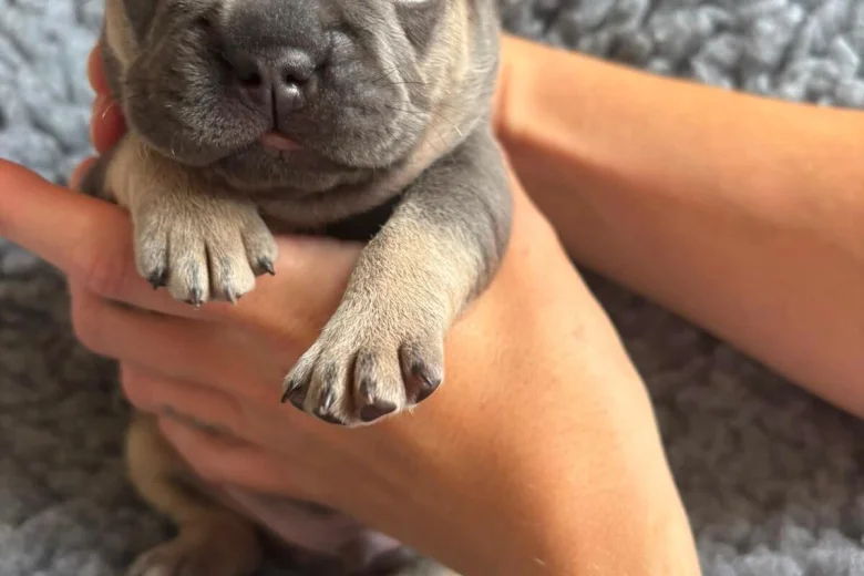 French Bulldog