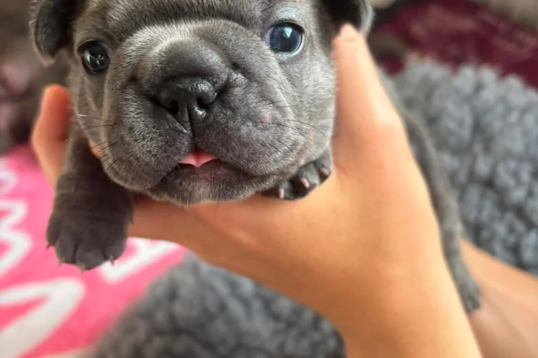 French Bulldog