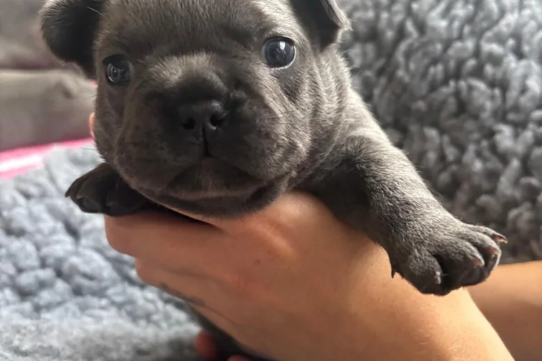 French Bulldog