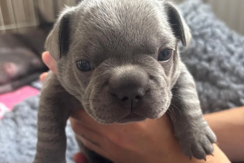 French Bulldog