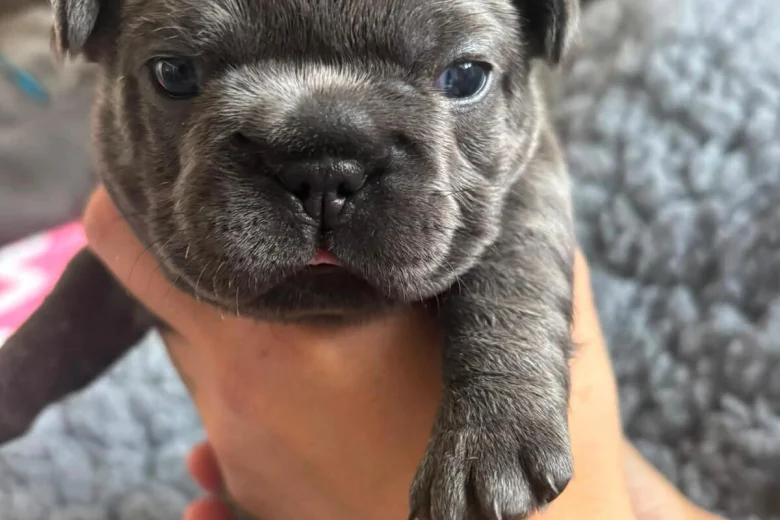 French Bulldog