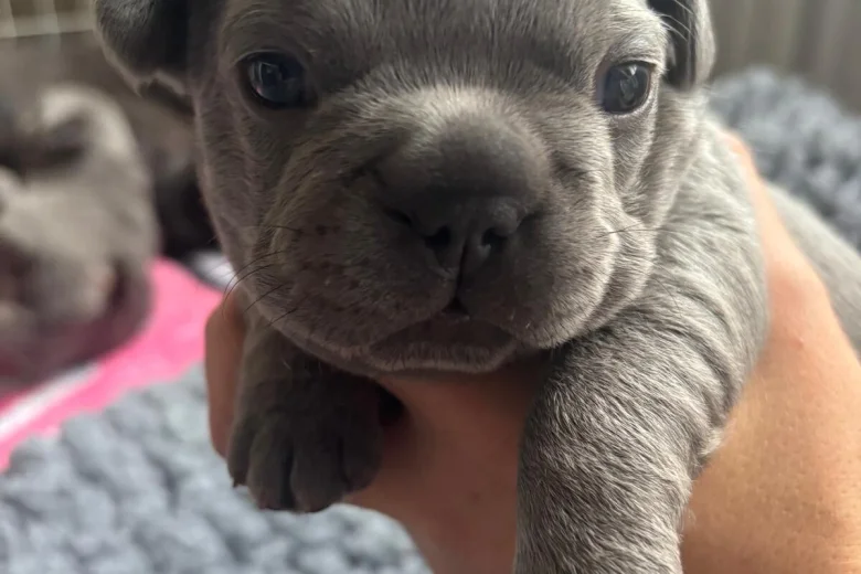 French Bulldog