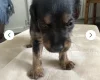 Patterdale Terrier