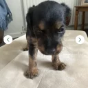 Patterdale Terrier