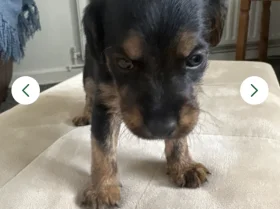 Patterdale Terrier