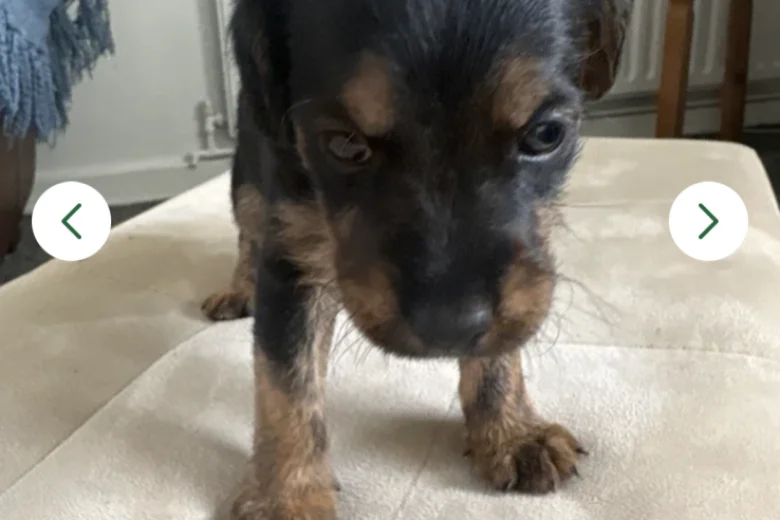 Patterdale Terrier
