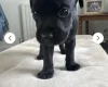 Patterdale Terrier