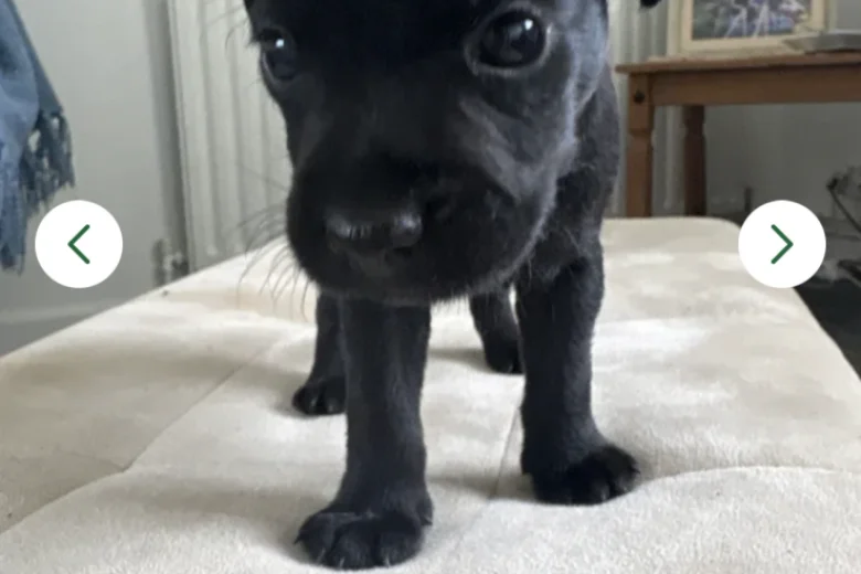 Patterdale Terrier
