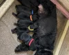 Patterdale Terrier