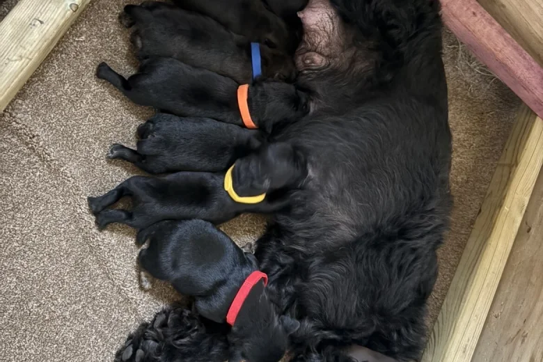 Patterdale Terrier