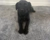 Patterdale Terrier