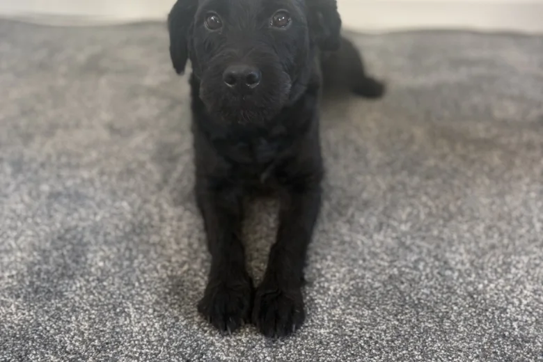 Patterdale Terrier