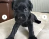 Patterdale Terrier