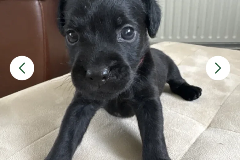 Patterdale Terrier
