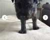 Patterdale Terrier