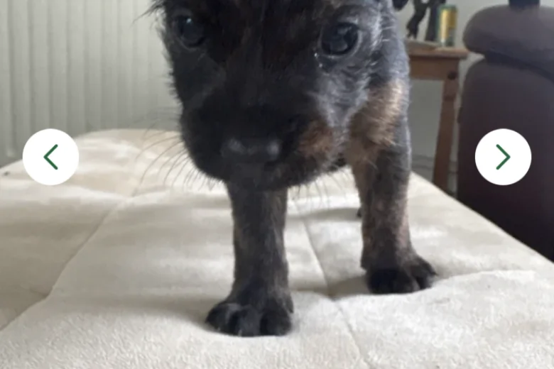 Patterdale Terrier