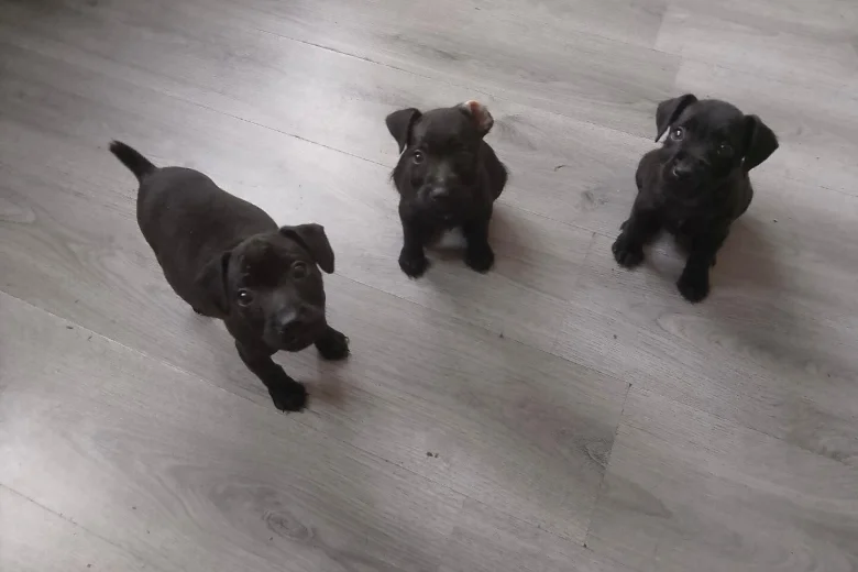 Patterdale Terrier