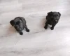 Patterdale Terrier