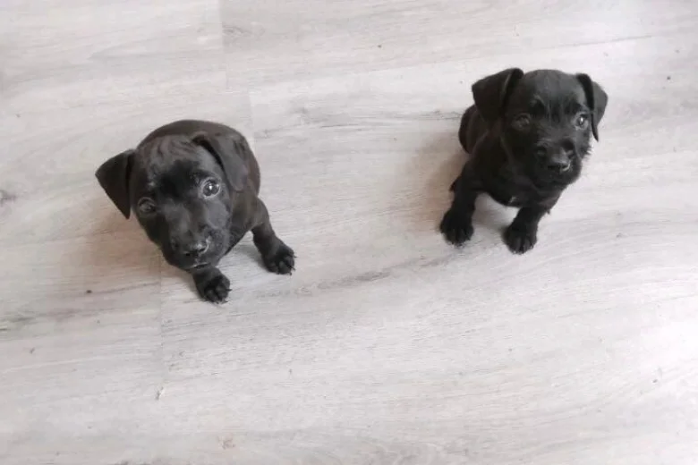 Patterdale Terrier