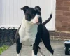 Patterdale Terrier