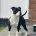Patterdale Terrier